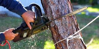 Best Commercial Tree Services  in Grand Ledge, MI