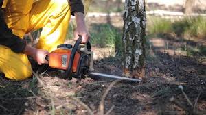 Best Root Management and Removal  in Grand Ledge, MI