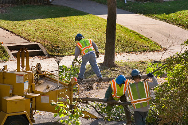 Best Tree Preservation Services  in Grand Ledge, MI