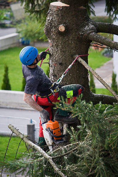  Grand Ledge, MI Tree Removal Pros