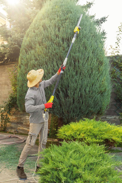 Best Tree Removal  in Grand Ledge, MI