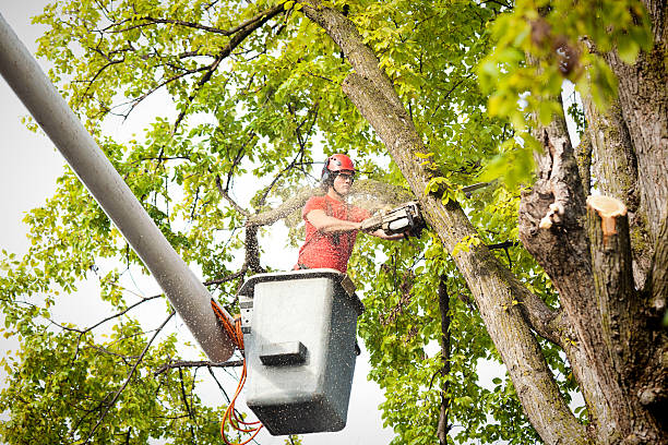 Best Hazardous Tree Removal  in Grand Ledge, MI