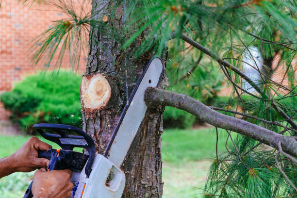 Best Emergency Tree Removal  in Grand Ledge, MI